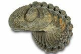 Wide Enrolled Morocops Trilobite - Morocco #323215-1